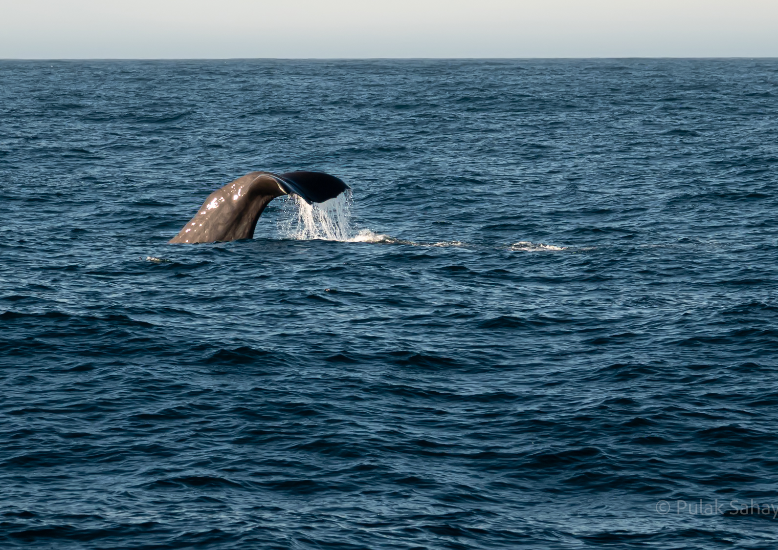 Side view of whale fluke